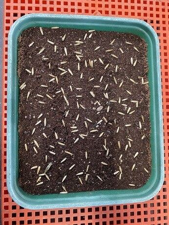 A guide to seed sowing