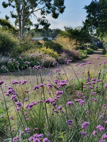 Verbena- How to Grow and Care for