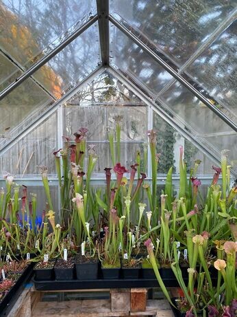 Winter propagation-carnivorous plants