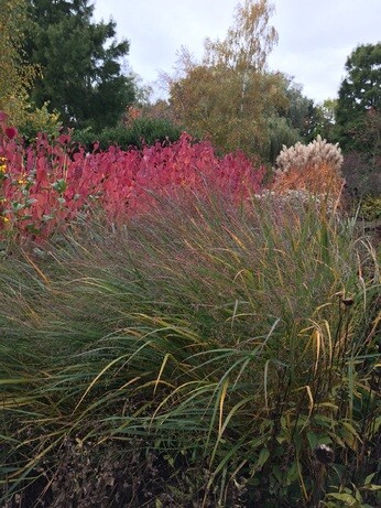 Perennials for Great Autumn Colour 