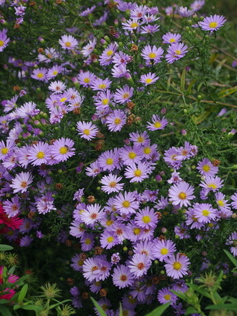 Symphyotrichum-How to Grow and Care for