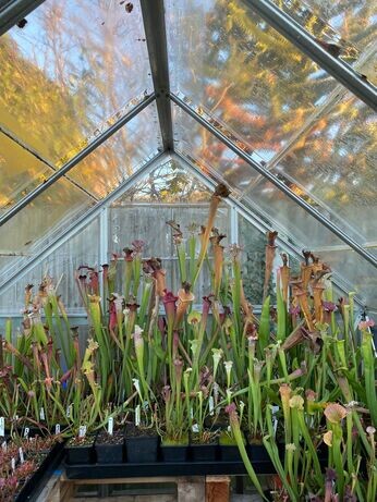 Winter propagation-carnivorous plants