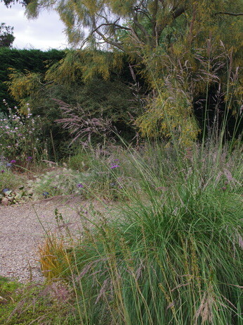 Stipa- How to Grow and Care for