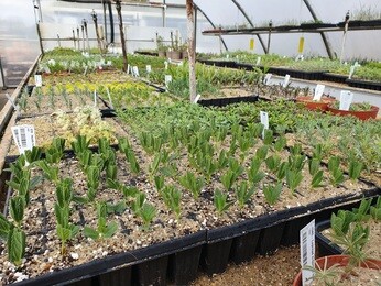 A month in the Garden & Propagation- A students perspective