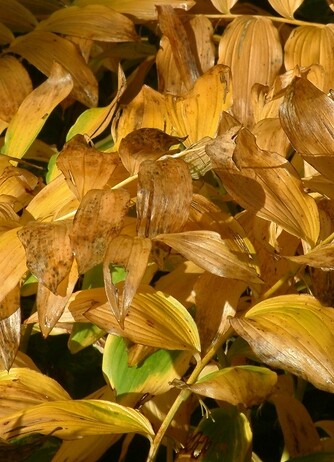 Perennials for Great Autumn Colour 