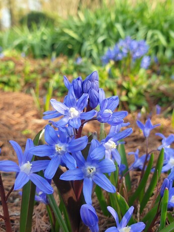 Top 10 early spring plants