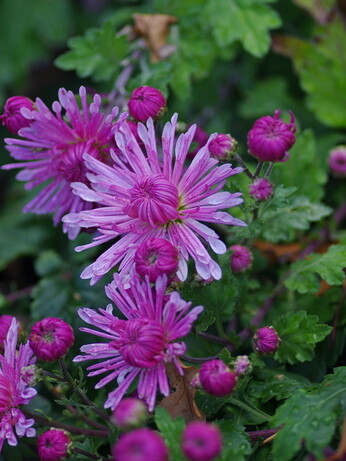 Our favourite perennials for late summer colour