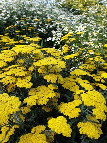 Achillea- How to Grow and Care for