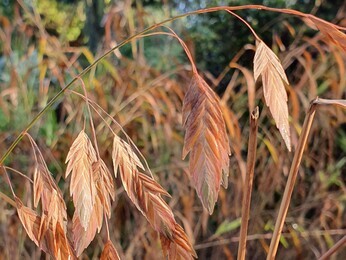Ornamental Grasses for Autumnal Interest