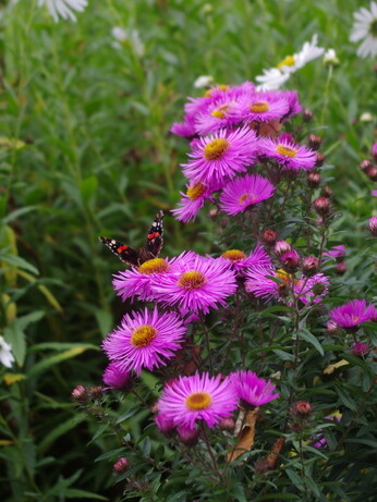 Asters- how to grow and care for