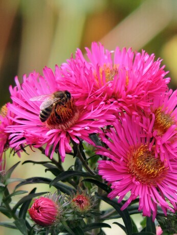 Symphyotrichum-How to Grow and Care for
