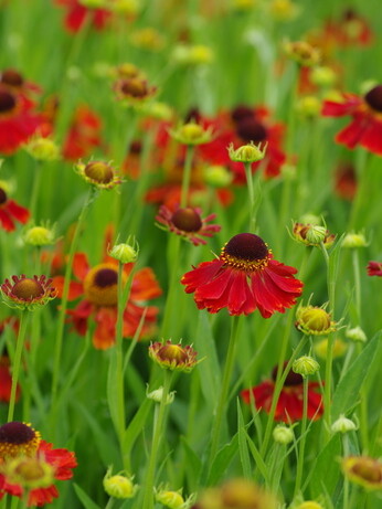 Our favourite perennials for late summer colour