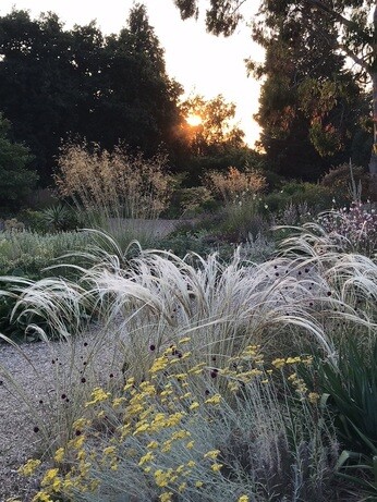 Stipa- How to Grow and Care for