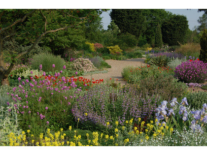 Potted dwarf bulbs and why we prefer to plant bulbs in the Spring