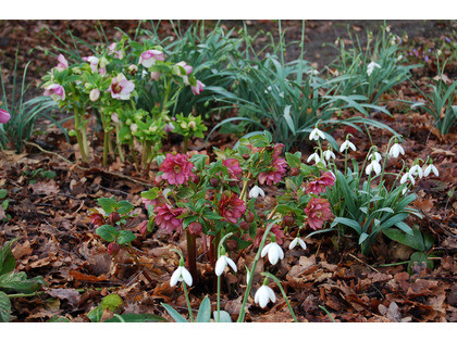 Hellebores in winter