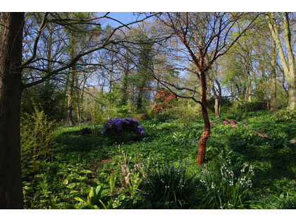 Springtime shade plants in the woodland