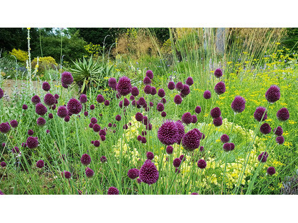 Alliums