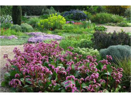 Indispensable Elephant’s ears, bergenia
