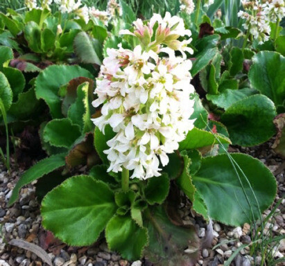 Indispensable Elephants ears, bergenia 