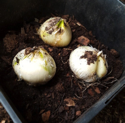 Potted dwarf bulbs and why we prefer to plant bulbs in the Spring