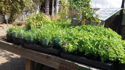 How to grow herbs and what to do with them