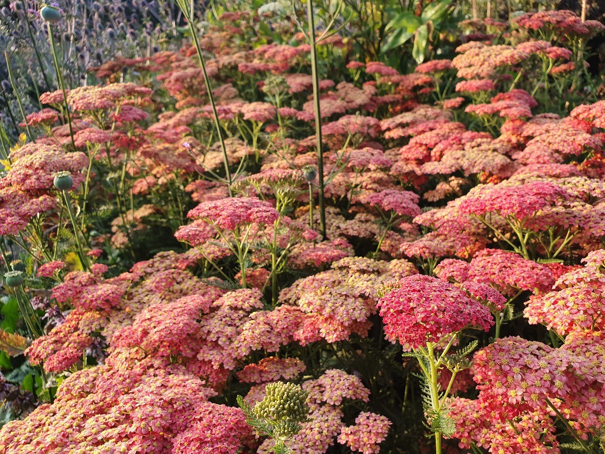 Achillea- How to Grow and Care for