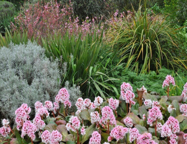 Beth Chatto's Gravel Garden