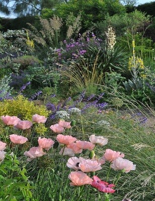 The Beth Chatto Gardens - Gravel Garden