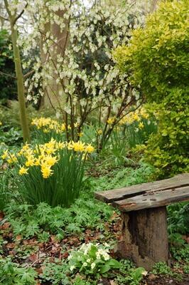 The Beth Chatto Gardens - Woodland Garden