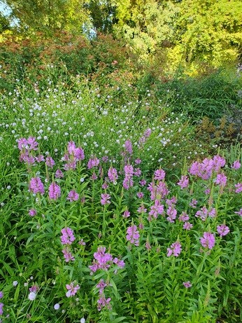 Weekly catch up with garden & propagation