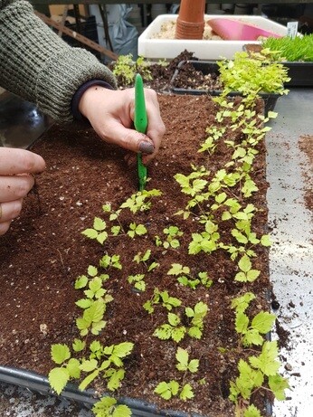 Weekly catch up with garden and propagation