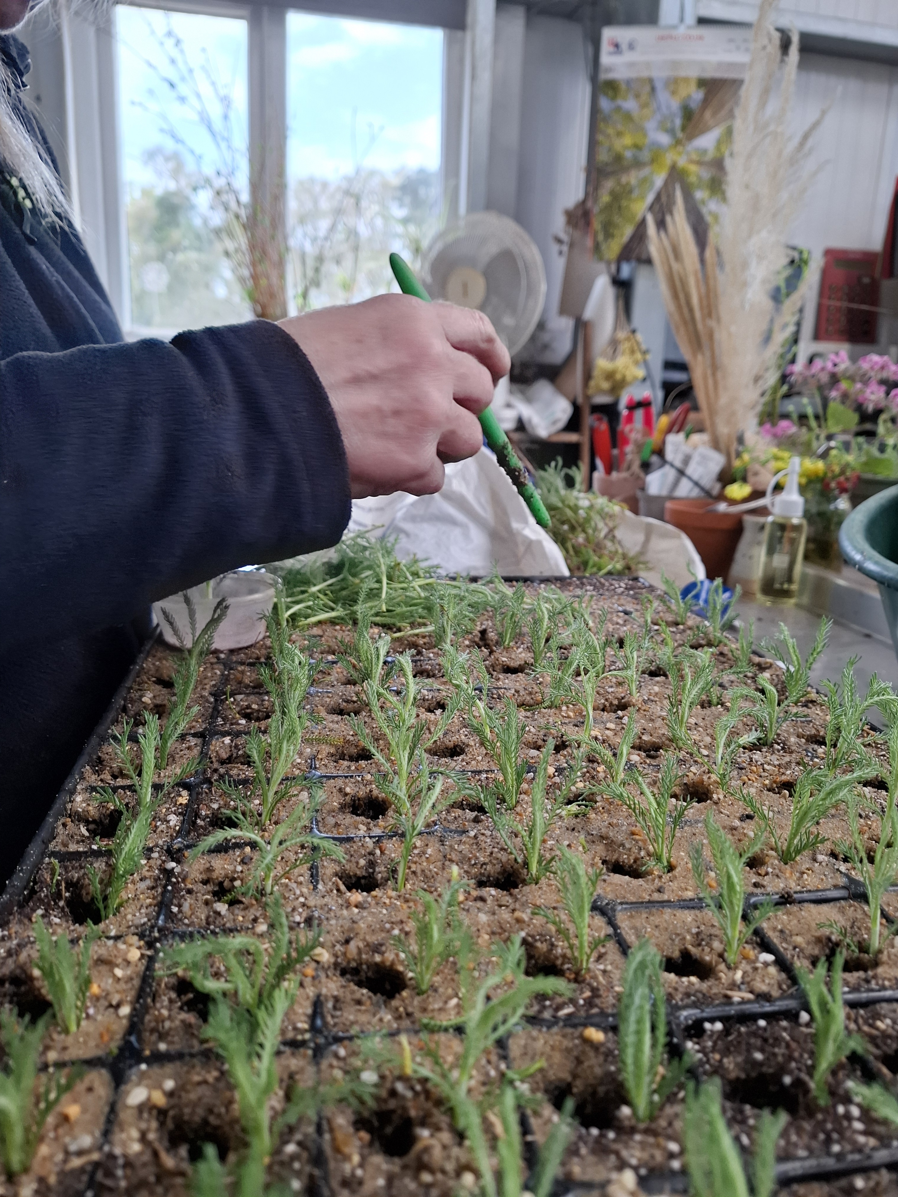 Weekly catch up with garden & propagation