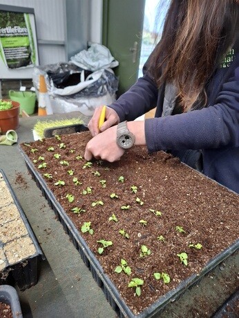 Weekly catch up with gardens & propagation