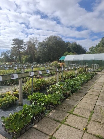 Weekly catch up with garden and propagation