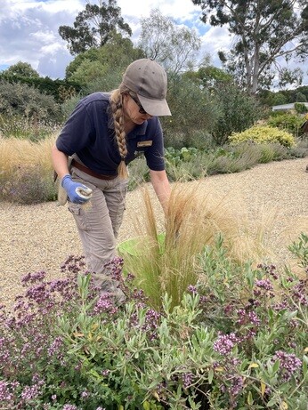 Weekly catch up with garden & propagation