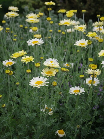 Achillea- How to Grow and Care for