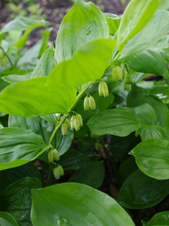 Weekly catch up with gardens & propagation