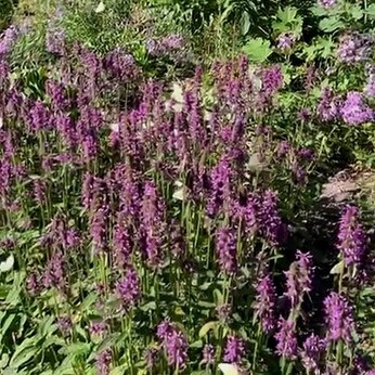 Wild Words from the Ground - July