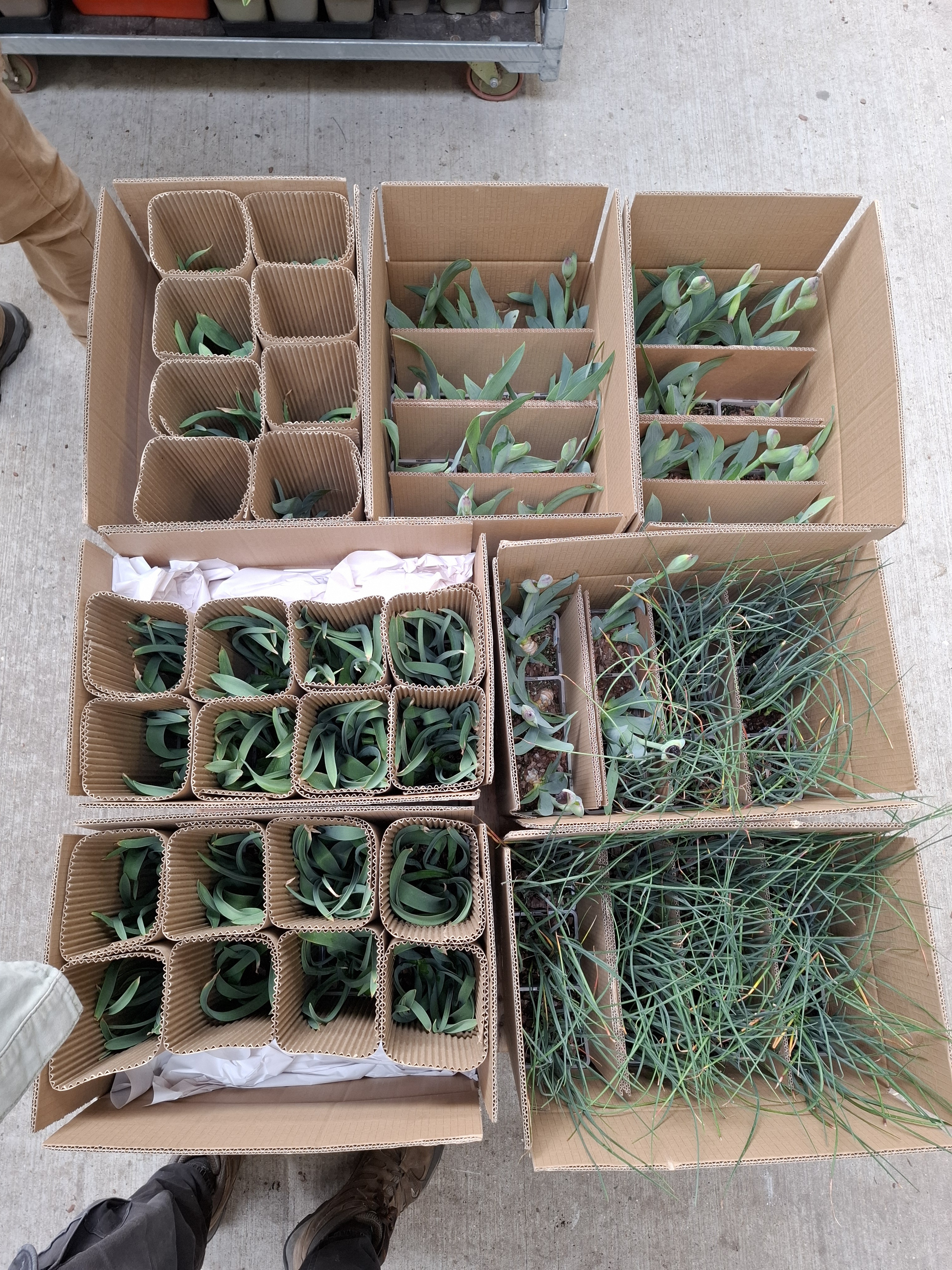 Weekly catch up with garden & propagation