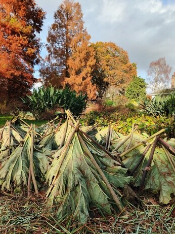 A look back at 2025 with the garden team A look back at 2025 with the garden team