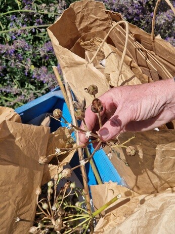 Seed collecting with propagation expert Emily