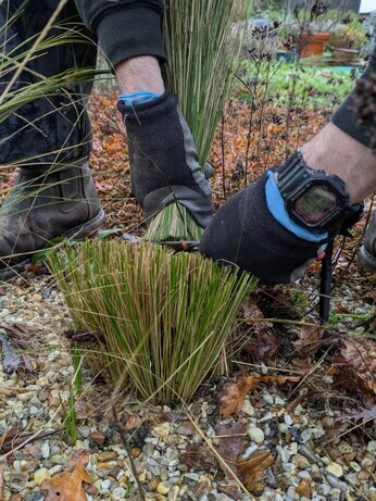 Weekly catch up with garden & propagation