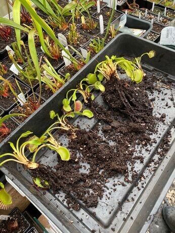 Winter propagation-carnivorous plants