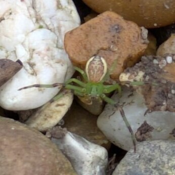 Wild Words from the Ground - February