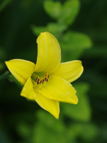 Hemerocallis (day lily)
