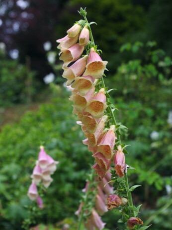 Gardening Dilemmas - Part 3 Gardening Dilemmas - Part 3