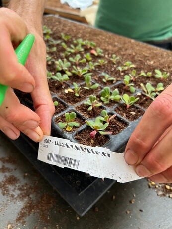 Weekly catchup with garden and propagation Weekly catchup with garden and propagation