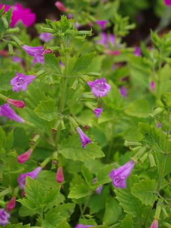 Plant profile - calamintha Plant profile - calamintha