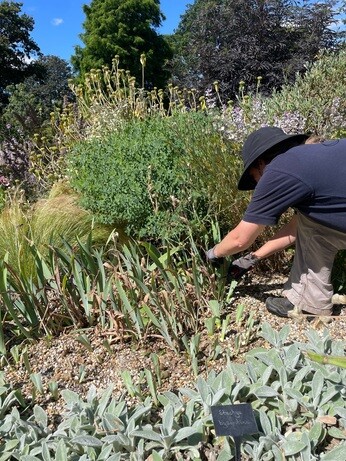 Weekly catch up with garden and propagation