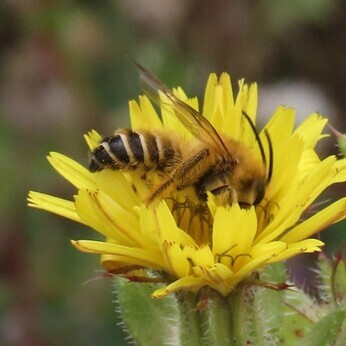 Wildlife at the heart of the City:  the Beth Chatto Meanwhile Garden   